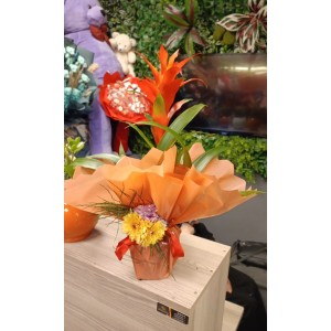 Guzmania
